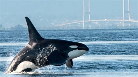 Orca Explores Extinction Crisis Facing Pacific Northwest Whales Kqed