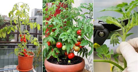Growing Tomatoes In Pots 13 Tomato Growing Tips For Containers