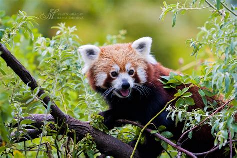 Photograph Red Panda By Michaela Smidova On 500px Redpanda Cute