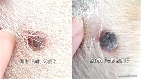 A Black Lump On The Dog And Its Not A Tick What Is Viral Papilloma