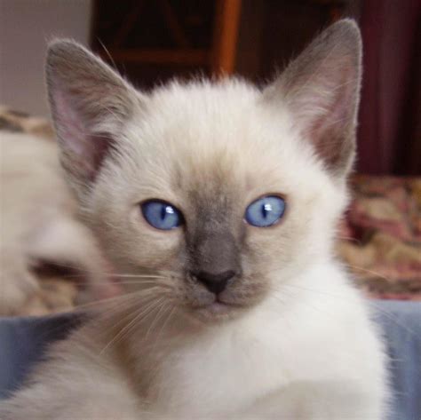 Learn The Truth About Balinese Blue Point Kitten In The Next 12 Seconds