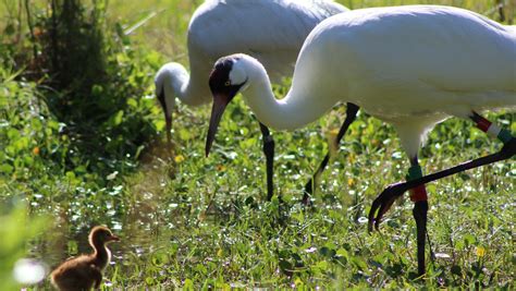 Whooping Crane Chicks Hatch At White Oak In Conservation Milestone