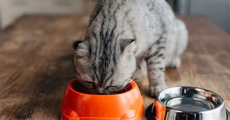 Yes, cats can eat carrots. Can Cats Eat Shrimp? - Little Fat Kitten