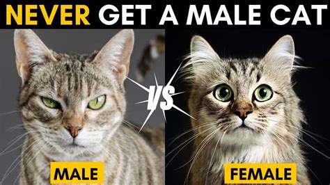 Male Vs Female Cat Difference Unraveling The Mystery Youtube