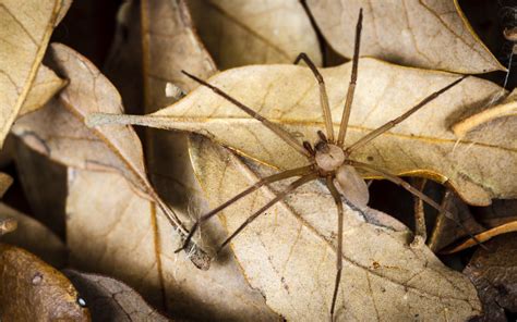 Brown Recluse Spider Sean Fitzgerald Photography
