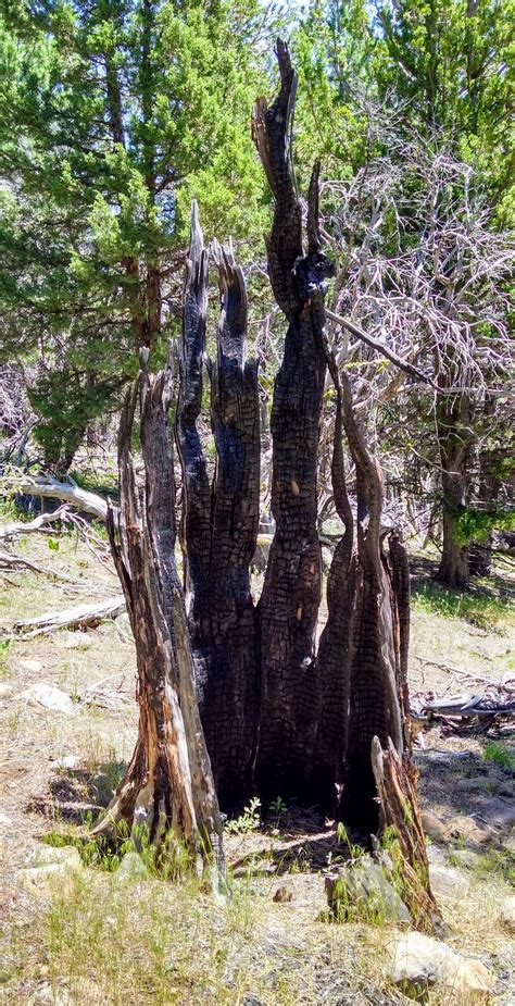 Tree Stump Burnt Out In The Shape Of Consuming Flames Northern Sierra