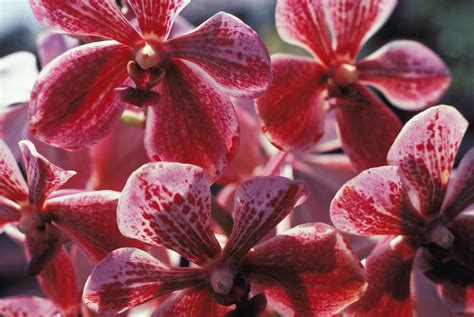How To Grow Vanda Orchids In The Home