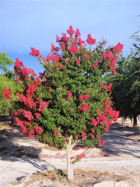 In instances where state specific maps are unavailable, the us distribution map will. Xtremehorticulture of the Desert: Prune Crapemyrtle in ...