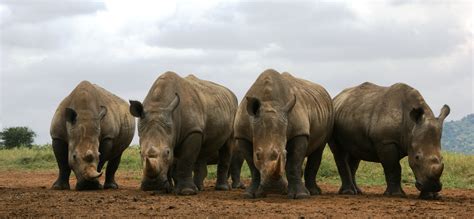 아프리카의 코뿔소 밀렵 위기를 이해