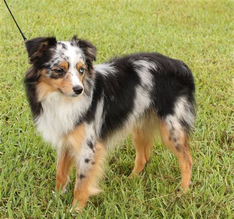 Conformation Showing For Dogs Alangus Mini Aussies A Dog Blog