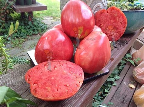 Upstate Oxheart Tomato Seeds For Sale Visit