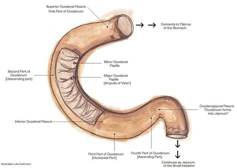 Suspensory Muscle Of Duodenum Wikipedia Human Digestive System Digestive System Anatomy Images