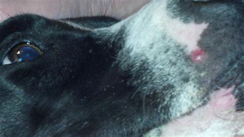 Noticed Red Bump On Upper Lip Bleeding Puppy Forum And Dog Forums