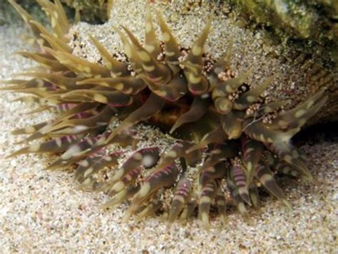 Warty Sea Anemone Information And Picture Sea Animals