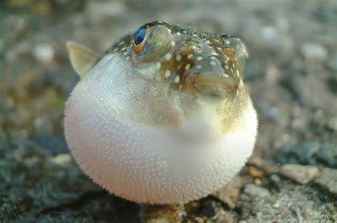 Koleksi video ikan buntal terbaru. Ikan Buntal Fugu Harimau : Antara Makanan Beracun Termahal ...