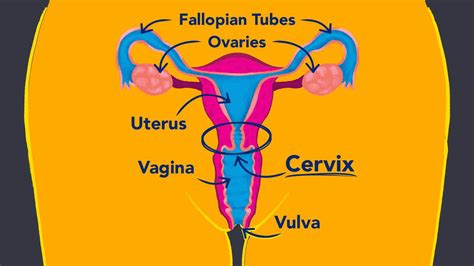 Cervical Health How To Take Care Of Your Cervix