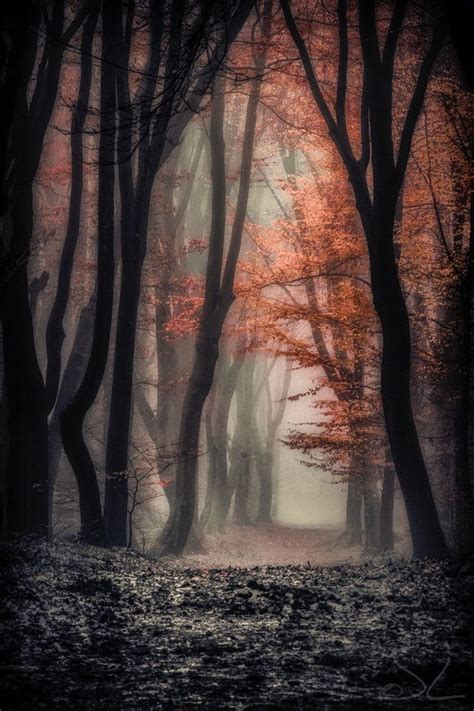 Foggy Autumn By Joost Lagerweij 500px Mystical Forest Scenery