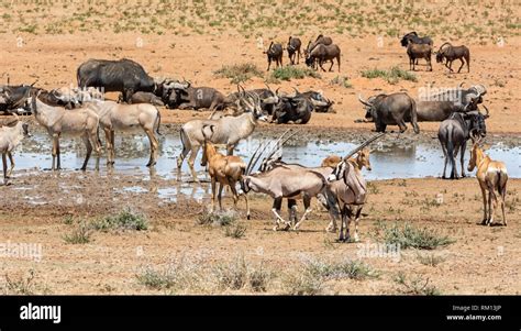 Animals Gathering At A Busy Watering Hole In Southern African Savanna