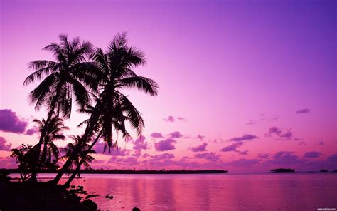 Tahitian Sunset Under The Palm Wallpaper Preview