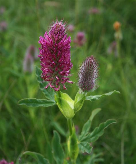 Trifolium Rubens Rozen Tuin Tuin