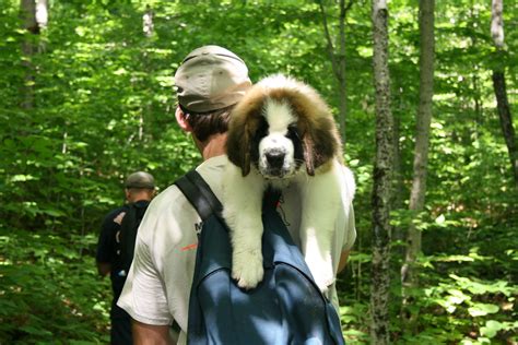 puppy on a hike. | Puppies, Happy trails, Hiking