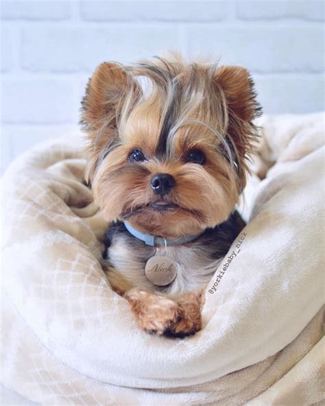 Yorkie Puppy Care Yorkie Dogs Pet Dogs Dog Cat I Love Dogs Cute