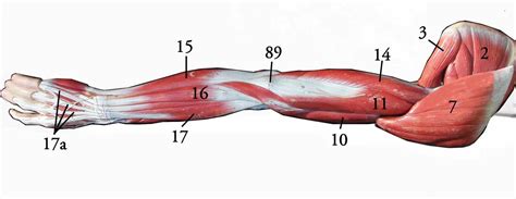 The arm muscles are located between the shoulder and elbow joint. Muscle Study Guide at Mt. San Jacinto College - StudyBlue