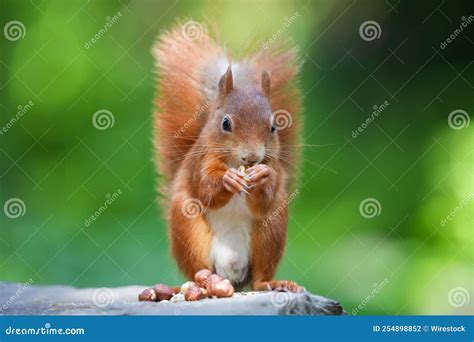 Selective Focus Of A Squirrel Eating Hazelnuts With Trees Blurred In