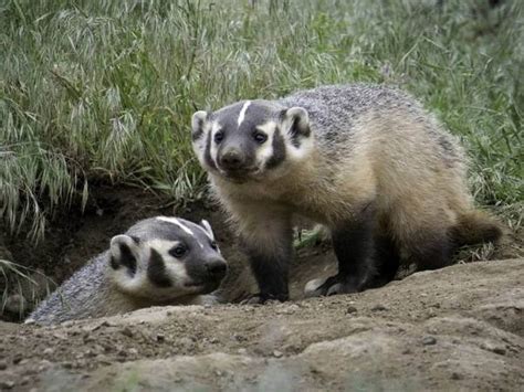 Humane Badger Removal And Trapping Services In Milwaukee Wi