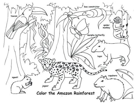 Animal Habitat Coloring Pages Rainforest Animals Jungle Coloring