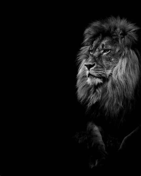 Lion Desktop Wallpaper Black And White