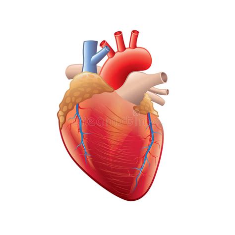 Human Heart Anatomy Isolated On White Vector Stock Vector Image 49749529