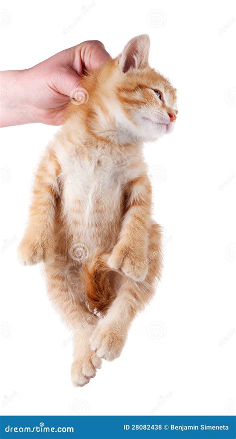 Hand Holding Kitten By Scruff Of Neck Royalty Free Stock Photos Image