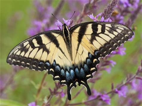 Eastern Tiger Swallowtail Butterfly Knowledge Base LookSeek Com