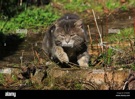 Cat Hunting In Garden Stock Photo Alamy