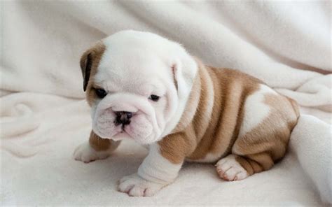 Download Wallpapers 4k English Bulldog Puppy Dogs Cute Animals