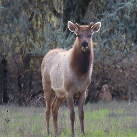 The Tule Elk In The Spring Mcrcd
