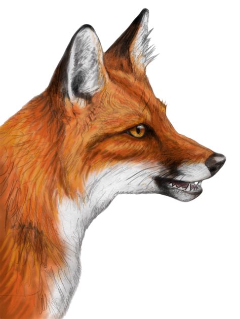 Collection Of Fox Png Pluspng