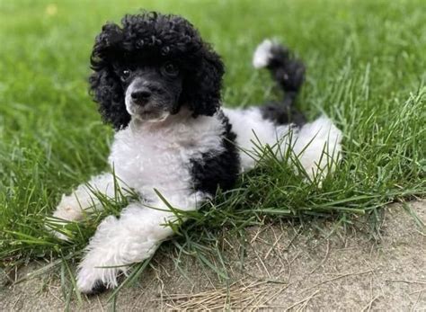 Gorgeous Pure Bred Female Toy Poodles Dogs For Sale And Free To A Good