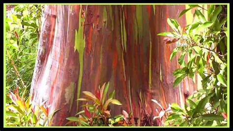 Virtual Tour Maui Rainbow Eucalyptus Trees On Hana Road Narrated