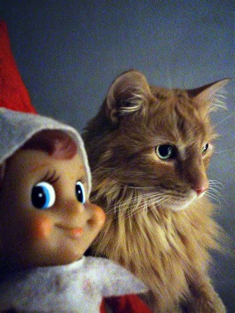 The Elf On The Shelf Took A Selfie With Our Cat Cats The Elf Elf