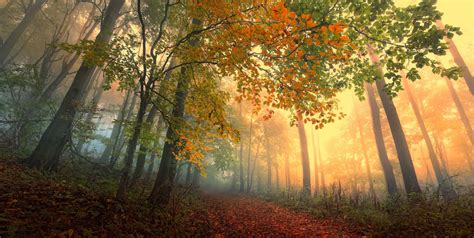 Autumn Fall Landscape Nature Tree Forest Leaf