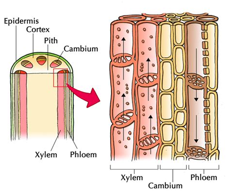 Phloem Cell Structure