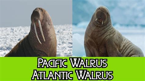 Pacific Walrus And Atlantic Walrus The Differences Youtube