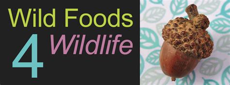 Search The Database Wildfoods 4 Wildlife