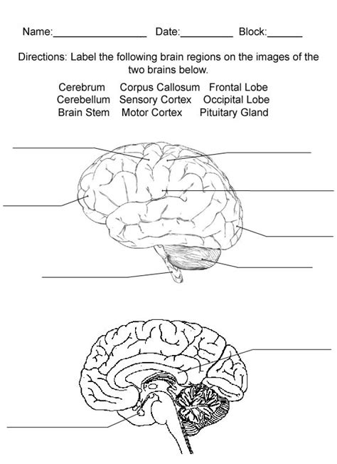 Brain Diagram Worksheet