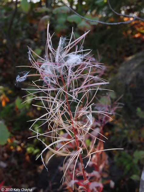 Chamaenerion Angustifolium Fireweed Minnesota Wildflowers