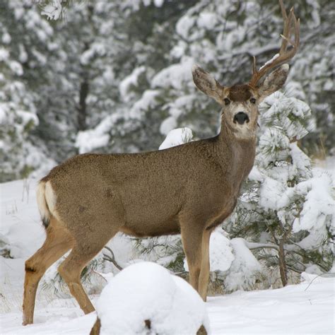 Facts About Deer Live Science