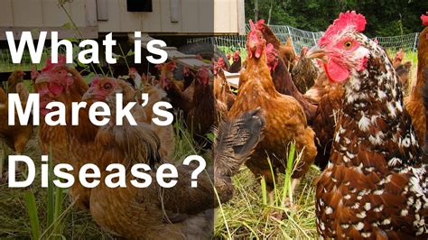 What Is Mareks Disease Should You Be Worried Youtube