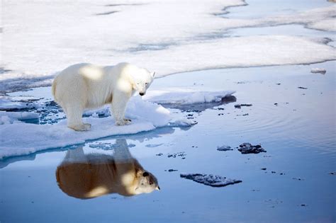 ‘your Plane Travel Destroys Polar Bear Habitat Flying Tofrom